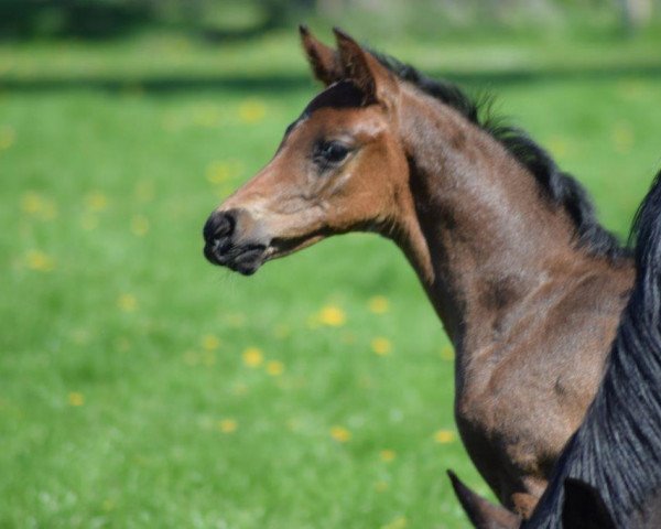 horse Fiorento 2 (Oldenburg, 2016, from Florenz 71)