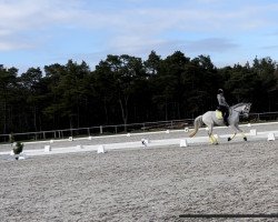 horse Belzebuth (unknown, 2012)