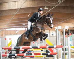 jumper Cayali (Hanoverian, 2010, from Contendros Bube)