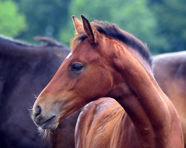 Pferd Celine (Oldenburger, 2019, von Callaho's Benicio)