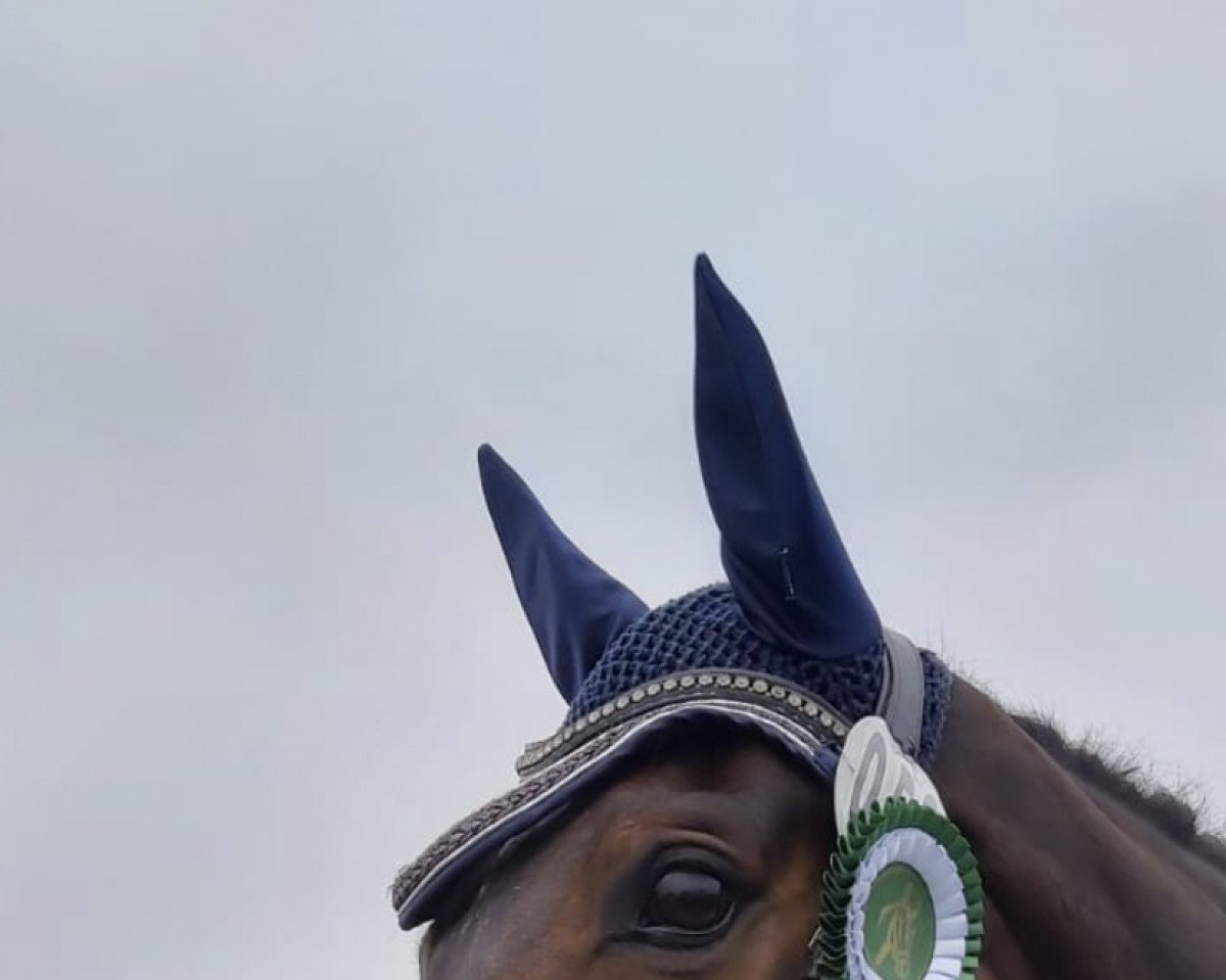 Dressurpferd Querubin 3 (Westfale, 2013, von Quotenkoenig 2)