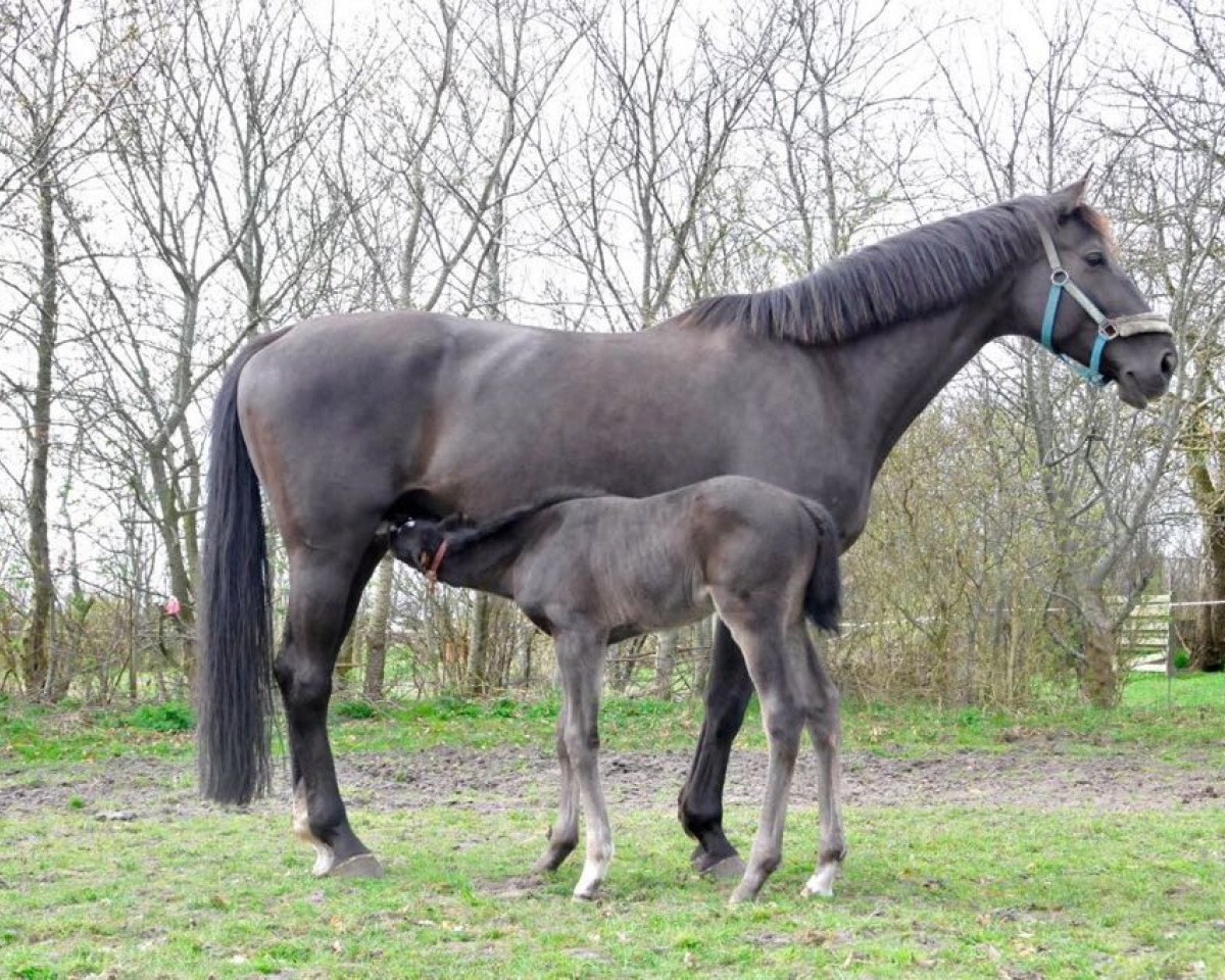 broodmare Vesta 19 (Hanoverian, 2008, from Valentino)
