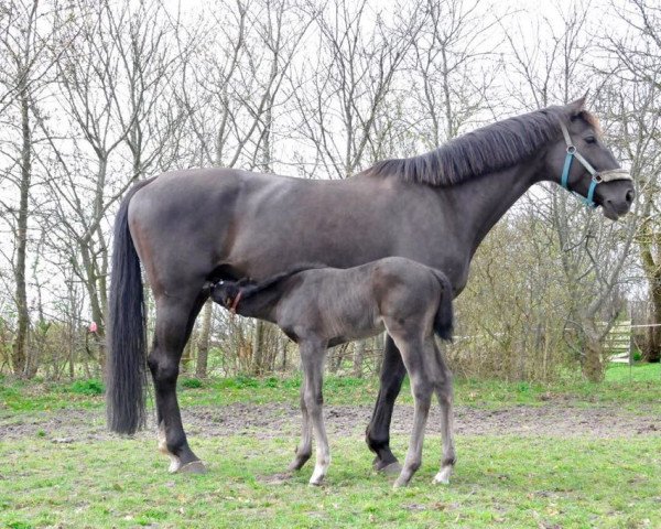 broodmare Vesta 19 (Hanoverian, 2008, from Valentino)