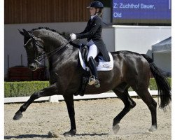 dressage horse Sterntaler 49 (Oldenburg, 2005, from San Remo)