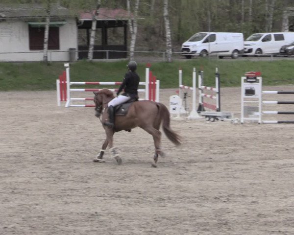 Reitturnier Lgl.-Oberhain, B95 2023