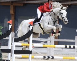 Springpferd Cupcake Girl Vh Lindenhof Z (Zangersheide Reitpferd, 2012, von Centurio 22)