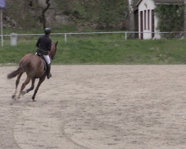 Reitturnier Lgl.-Oberhain, B95 2023