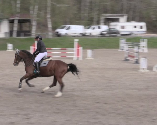 Reitturnier Lgl.-Oberhain, B95 2023