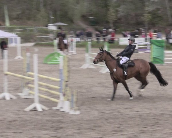 Reitturnier Lgl.-Oberhain, B95 2023