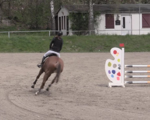 Reitturnier Lgl.-Oberhain, B95 2023