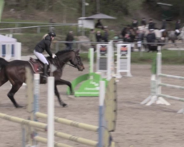 Reitturnier Lgl.-Oberhain, B95 2023