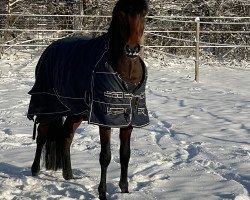 dressage horse Coconello (German Riding Pony, 2019, from Coer Noble)
