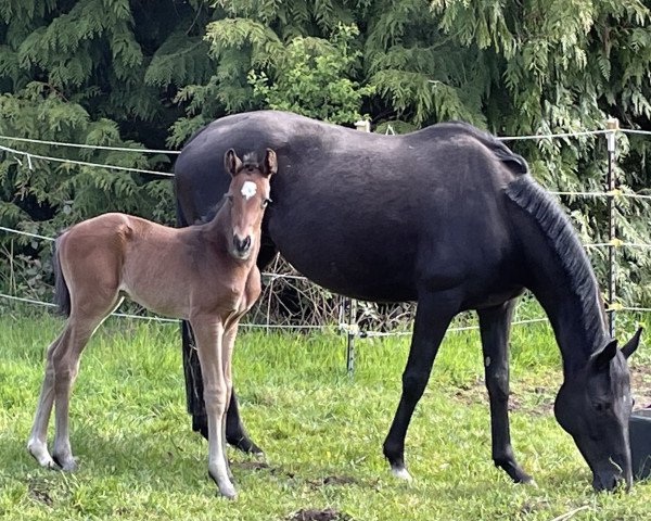 horse Sweet Dreams (Hanoverian, 2023, from Scolari)