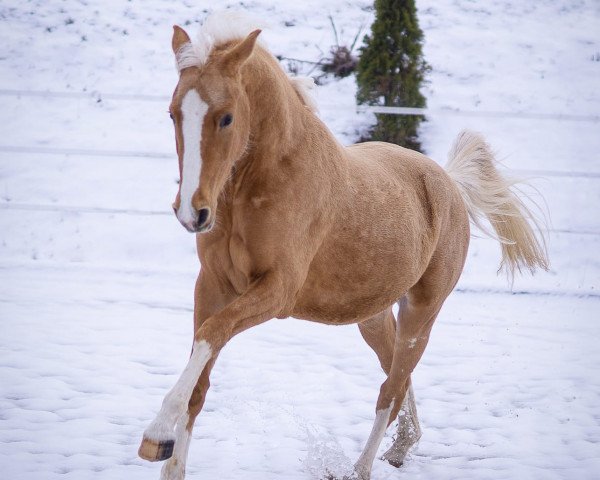 horse Nichts als Gold (German Riding Pony, 2020, from Fs Numero Uno)