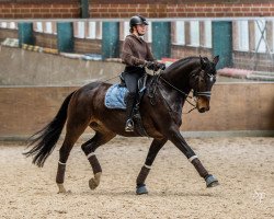dressage horse L'Avvoccato (Holsteiner, 2010, from Larimar)