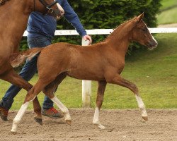 stallion Ehrenhains Nordish by nature (German Riding Pony, 2016, from Fs Numero Uno)