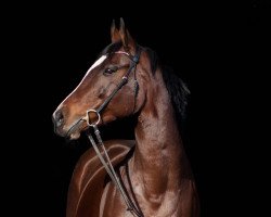 jumper Race Kelly xx (Thoroughbred, 2012, from Goodricke xx)