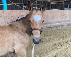 Pferd Don de Descarado (Deutsches Reitpony, 2021, von Don Diabolo NRW)