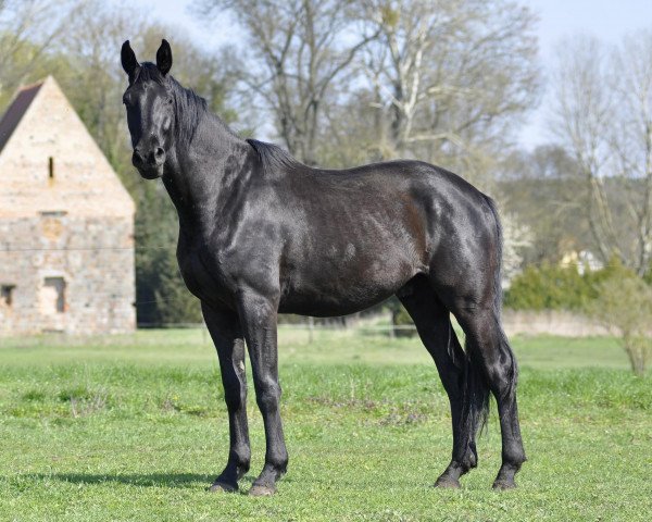 horse Dipinto nero von Royal (German Sport Horse, 2020, from Don Royal)