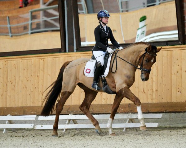 dressage horse Leander de L'Amore (Oldenburg, 2019, from Le Vivaldi)