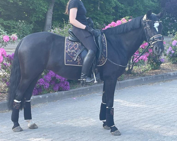 broodmare Grenzhoehes Mirabell (German Riding Pony, 2016, from Grenzhoehes My Fireball)