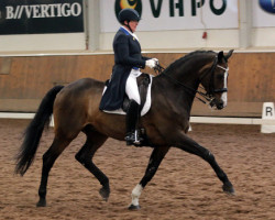 dressage horse Lawrence 31 (Holsteiner, 1999, from Lorentin I)
