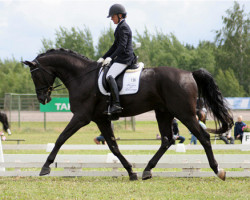 dressage horse New Hill Rossellini 160 FIN (Finnish Warmblood, 2007, from Rousseau)