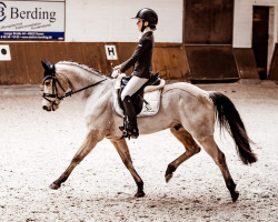 dressage horse Filigrano 11 (German Riding Pony, 2011, from Falsario de Color)