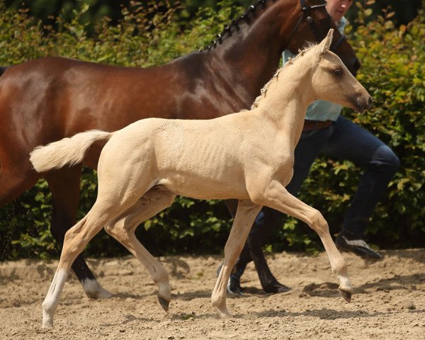 dressage horse Darubino (German Riding Pony, 2016, from Darubi Gold)