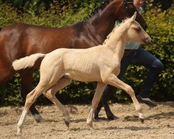 dressage horse Darubino (German Riding Pony, 2016, from Darubi Gold)