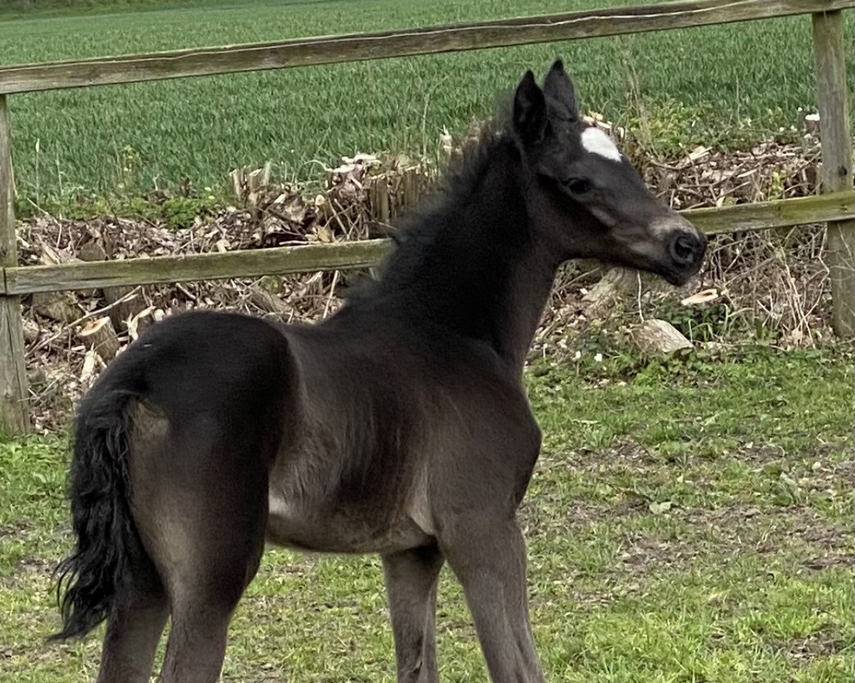 broodmare Herbstfelicita (Trakehner, 2023, from Finckenstein TSF)