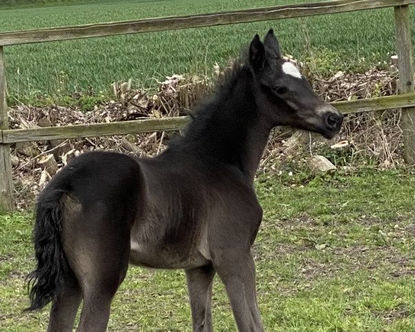 Zuchtstute Herbstfelicita (Trakehner, 2023, von Finckenstein TSF)