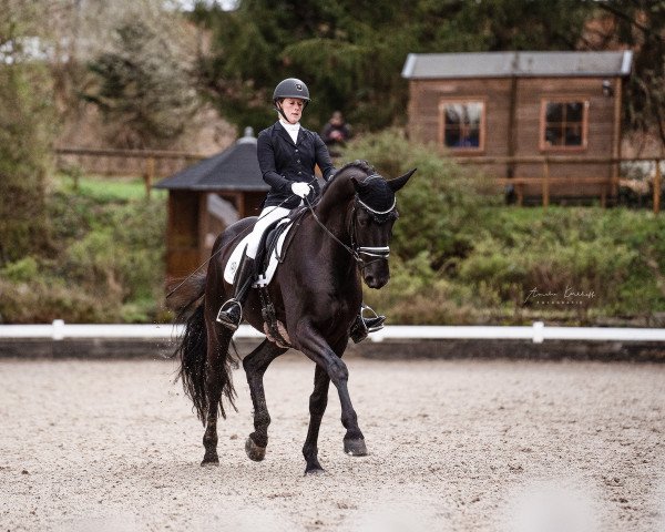 Dressage horse Don Leonardo Cr (Westphalian, 2016, from Don Frederico)