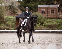 dressage horse Don Leonardo Cr (Westphalian, 2016, from Don Frederico)