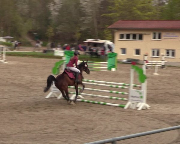 Reitturnier Lgl.-Oberhain, B95 2023