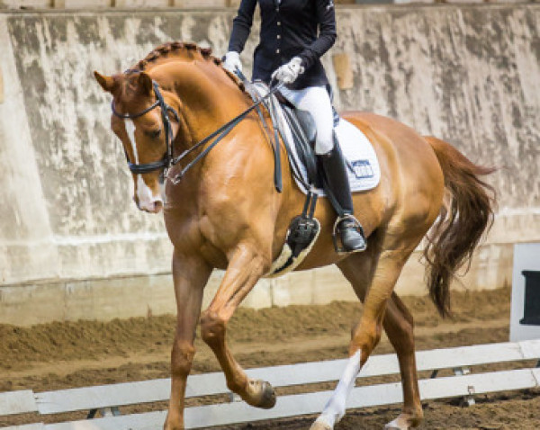 horse Lord Lacoste (Hanoverian, 2006, from Locksley I)