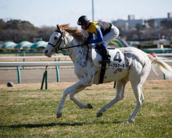 broodmare Marble Cake xx (Thoroughbred, 2011, from King Kamehameha xx)