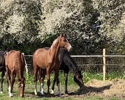 horse Dendemann (Holsteiner, 2021, from Dinken)