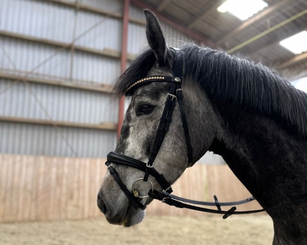 horse Mira (Holsteiner, 2019, from Rock Forever NRW)