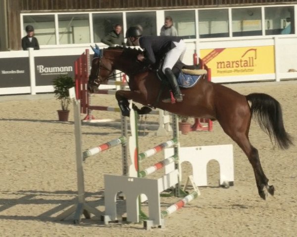 jumper Cosmopolitan Z (Zangersheide riding horse, 2017, from Comilfo Plus Z)