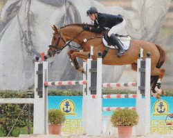 jumper Onyx du Fraigneau (Selle Français, 2002, from Diamant de Semilly)