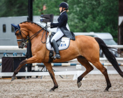 broodmare New Hill Julitrea (Finnish Warmblood, 2005, from Revan)