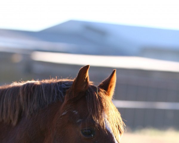 horse Campino del Sol (German Riding Pony, 2011, from Wynfa's Charles)
