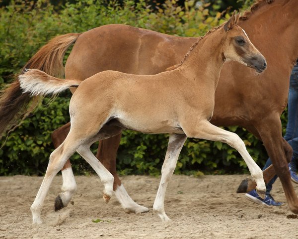 horse Di Santo (German Riding Pony, 2016, from Dornik B)
