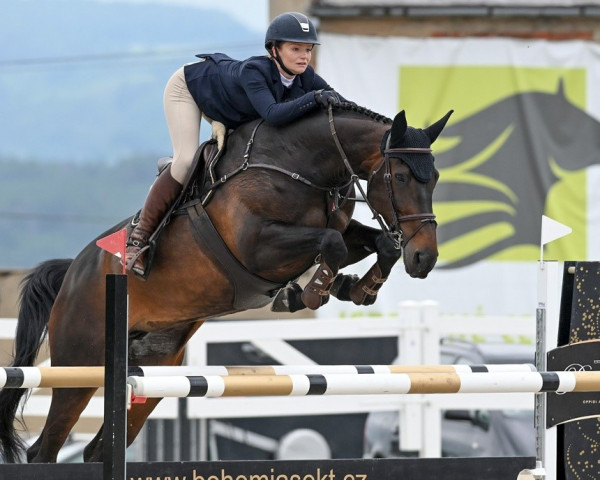 jumper April Z (Czech Warmblood, 2011, from Aristo Z)