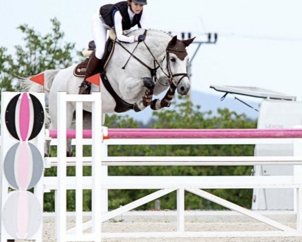 Cavallo da salto Sympatie S (Cavallo svedese a sangue caldo, 2008, di Spender S)