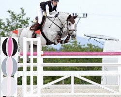 jumper Sympatie S (Swedish Warmblood, 2008, from Spender S)