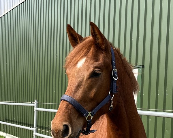 Pferd Zinediva (Deutsches Sportpferd, 2020, von Zinedream)