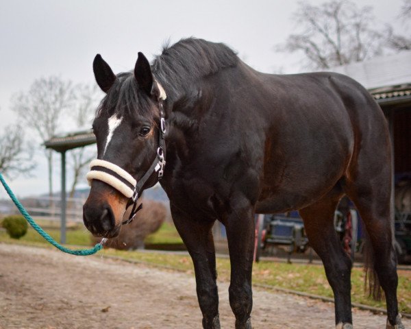 dressage horse L' Afira (Pony without race description, 2016, from Fierano)