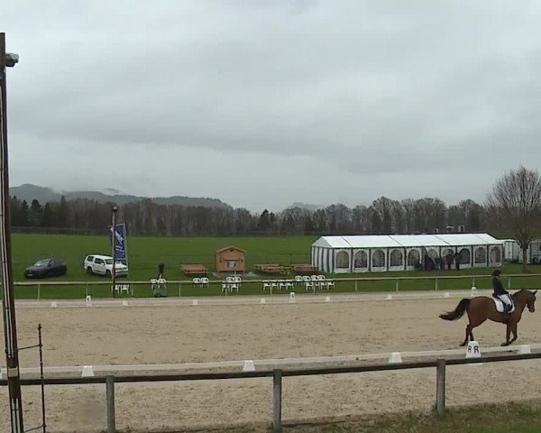 Reitturnier Gut Bohmerhof/Obb. 2023